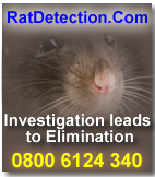 rat pest control